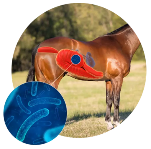 Horse Bacteria