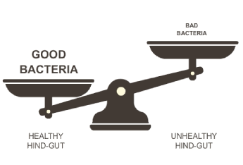 Good vs. Bad Bacteria