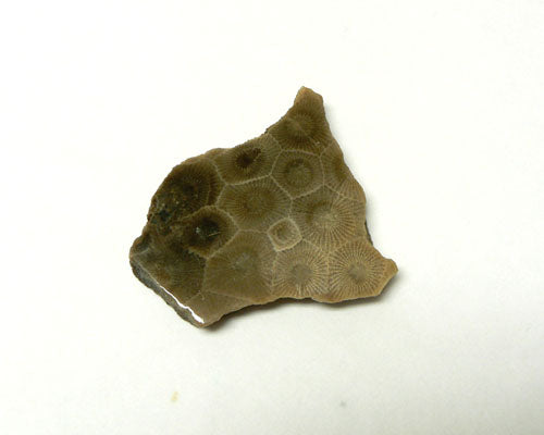 Petoskey Stone Slab Magnet Keweenaw Gem Gift Wholesale