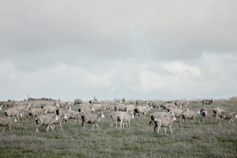 Mount Hesse Merino Sheep Station near Geelong