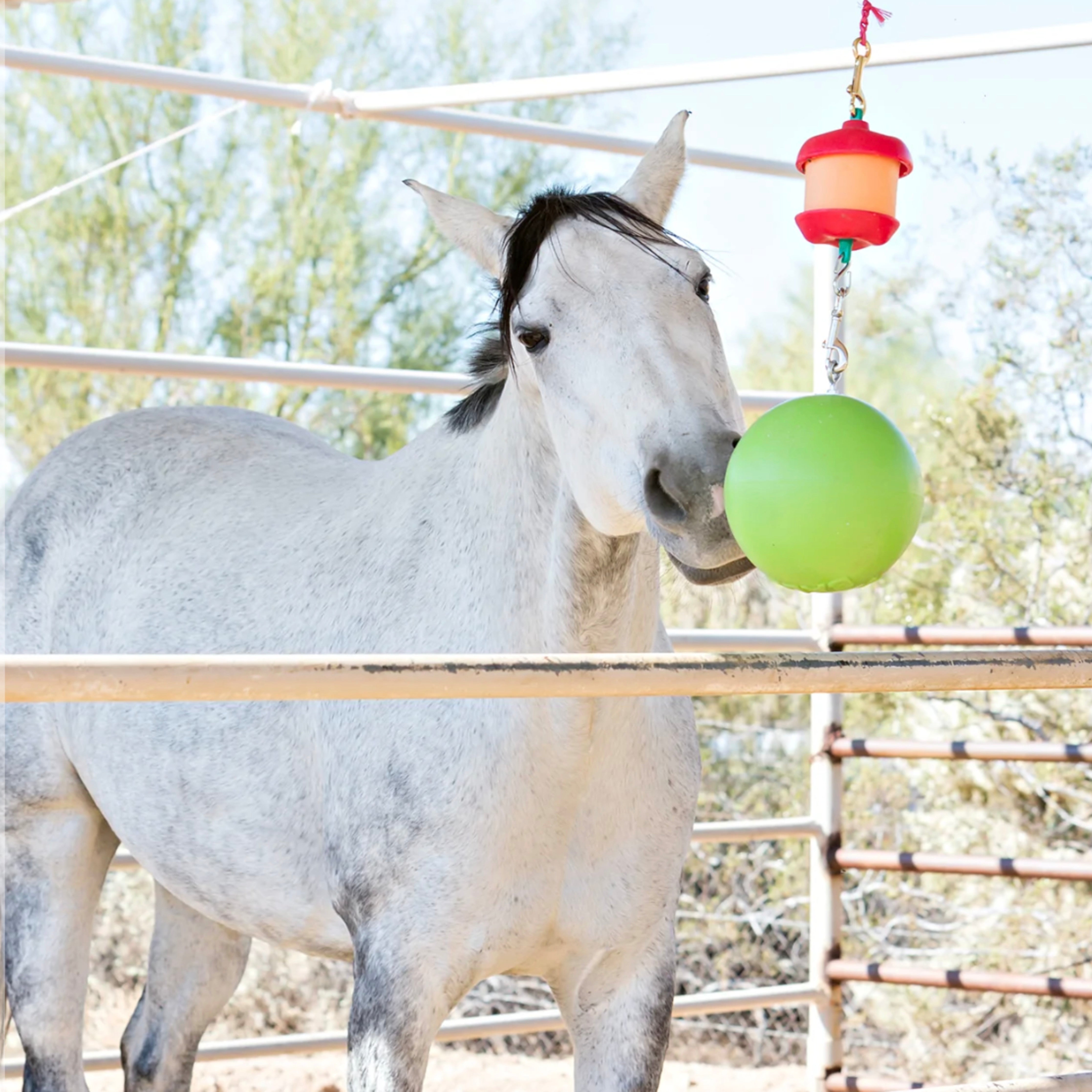 Likit Granola Refill - Exceptional Equestrian