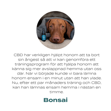 cbd hund stress 