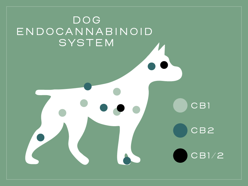 dog endocannabiniod system