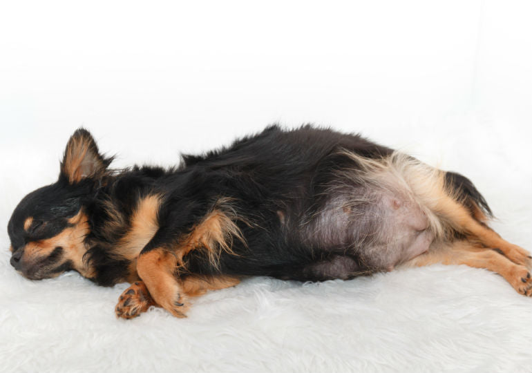 is pyometra painful in dogs
