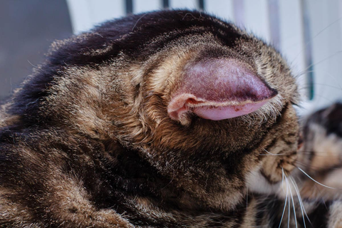 Cat with an aural hematoma. Ear flap has swelled up with the collection of blood in it. 