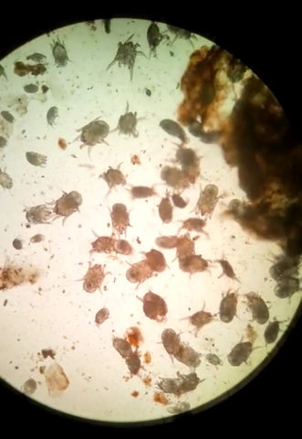 Ear Mites Found In A Cat's Ear Under Microscope