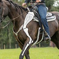 Total Saddle Fit Western Cinch Fit