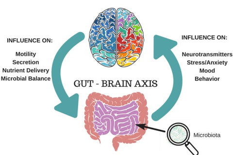 Understanding connection between gut and brain