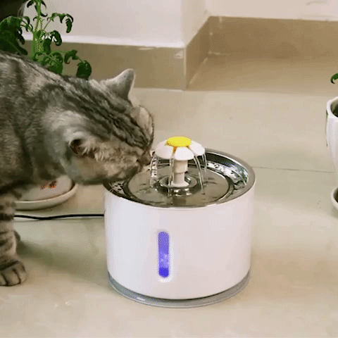 Katten Water Fontein – Gardenfeel
