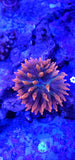 6-8" Chicago Sunburst Bubble Tip Anemone - starts to show Ultimate color pattern! NOT INCLUDED IN SALE