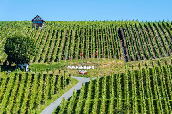 Holger Herbst from the Zurich wine country with the Schiterberg location