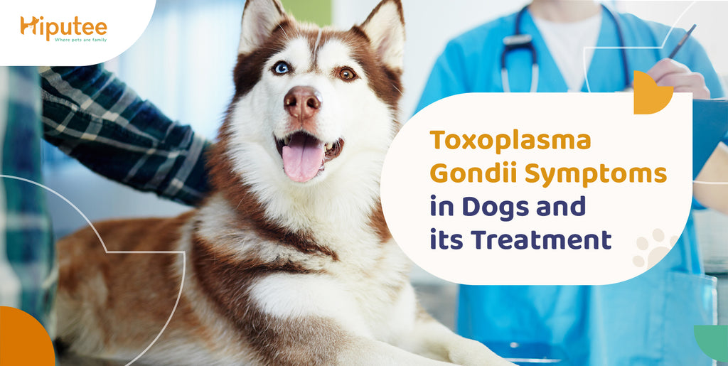 what are the symptoms of toxoplasmosis in dogs