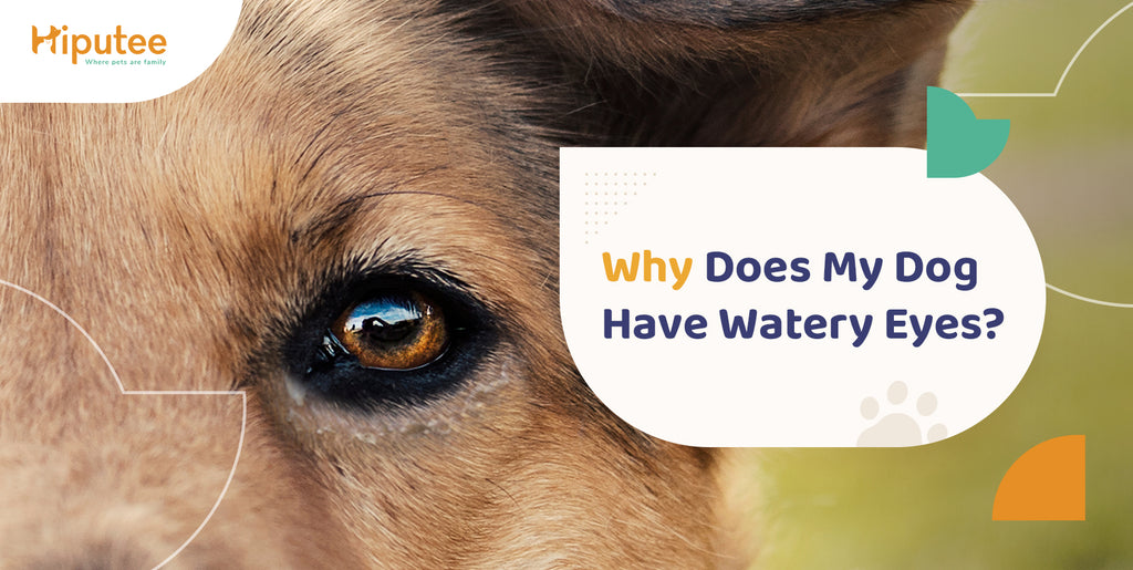 Why Does My Dog Have Watery Eyes? - Hiputee