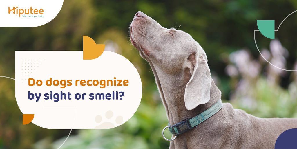 do pitbulls smell
