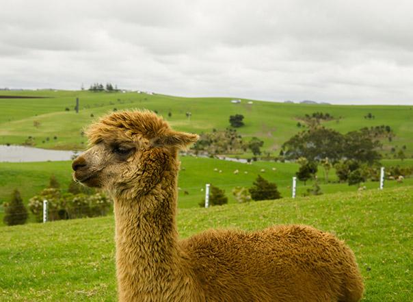 alpaca