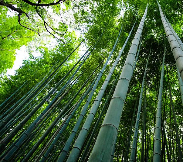 bamboo