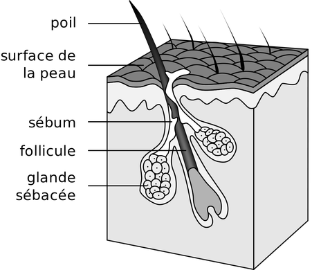 Hair follicle diagram