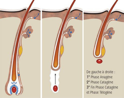 Phase anagene, catagene et telogene