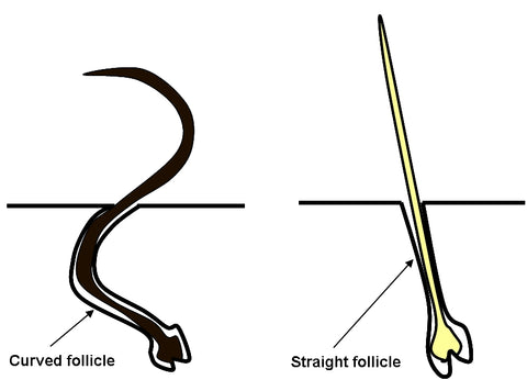 Difference between hair follicle + hair