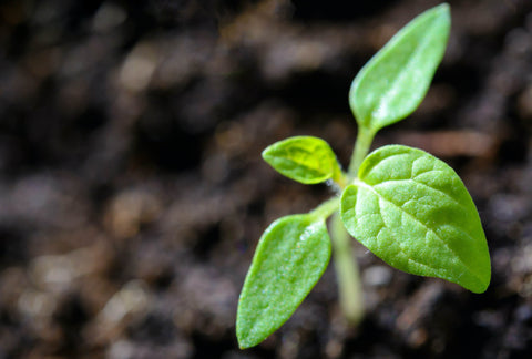 Plante en pleine croissance