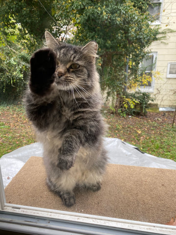 Cat with its paw outstretched against a window