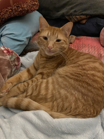 Copurrnicus, an orange cat, sitting in a ball on blankets