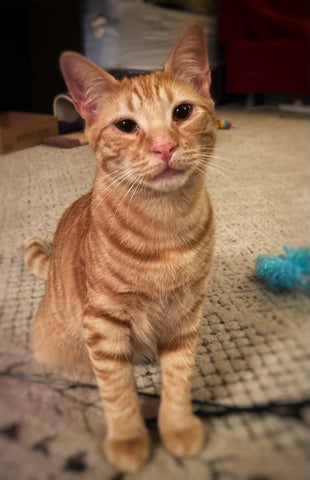 A young orange cat sits up on a rug in a living room