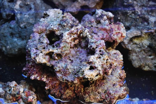 Real Reef Shelf Rock Natural Bio Active Live Rock For Sale