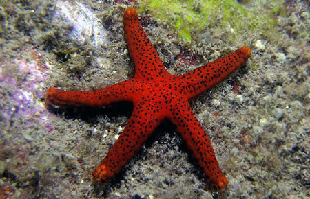 Blue Gray Finger Starfish Linckia Laevigata (2 starfish approx. 5+