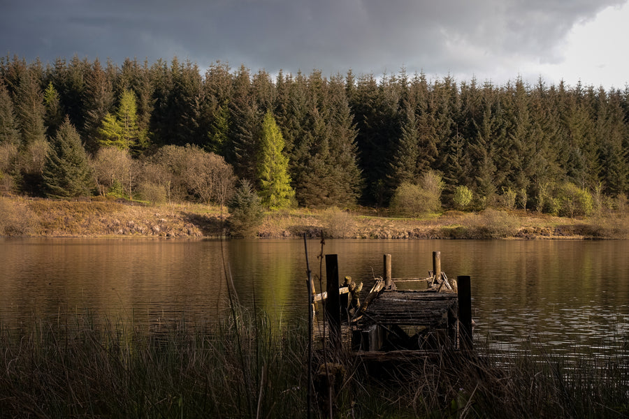 lake with trees