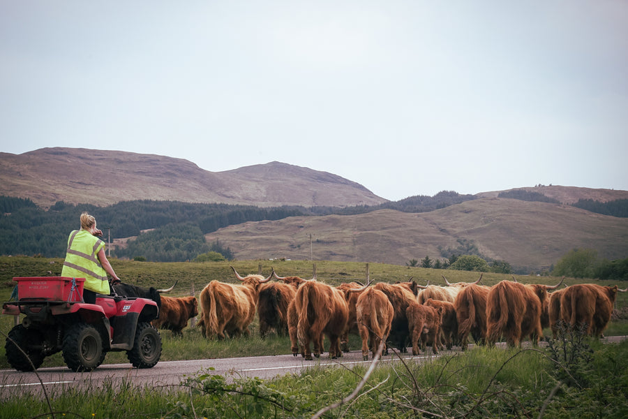 highland cows