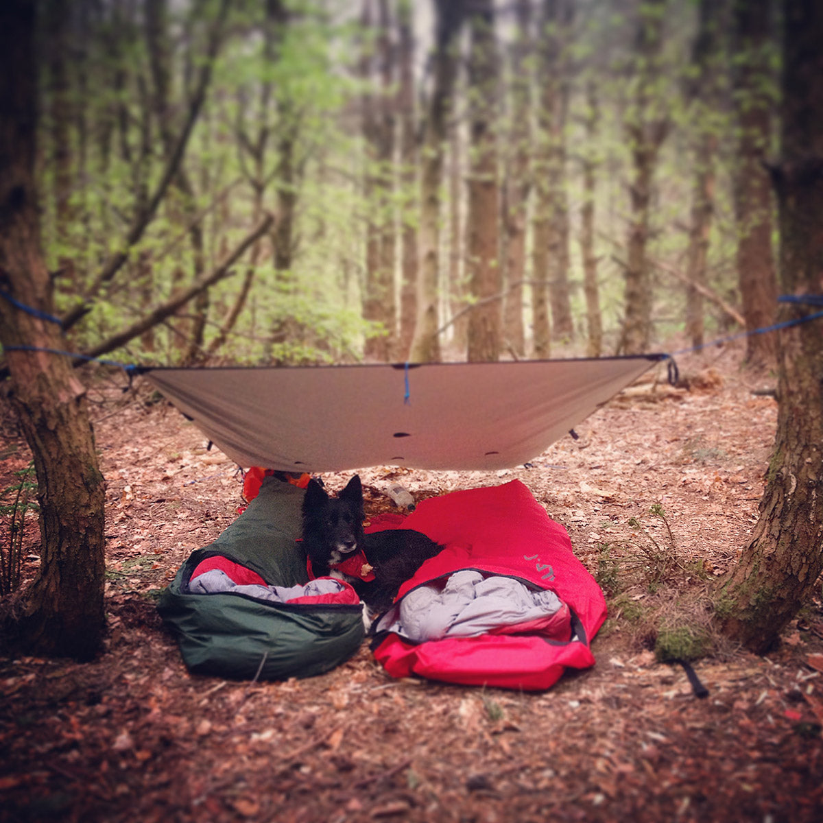 Bivvying under a lightweight tarp in a forest