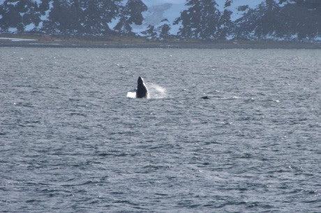 Breaching whale