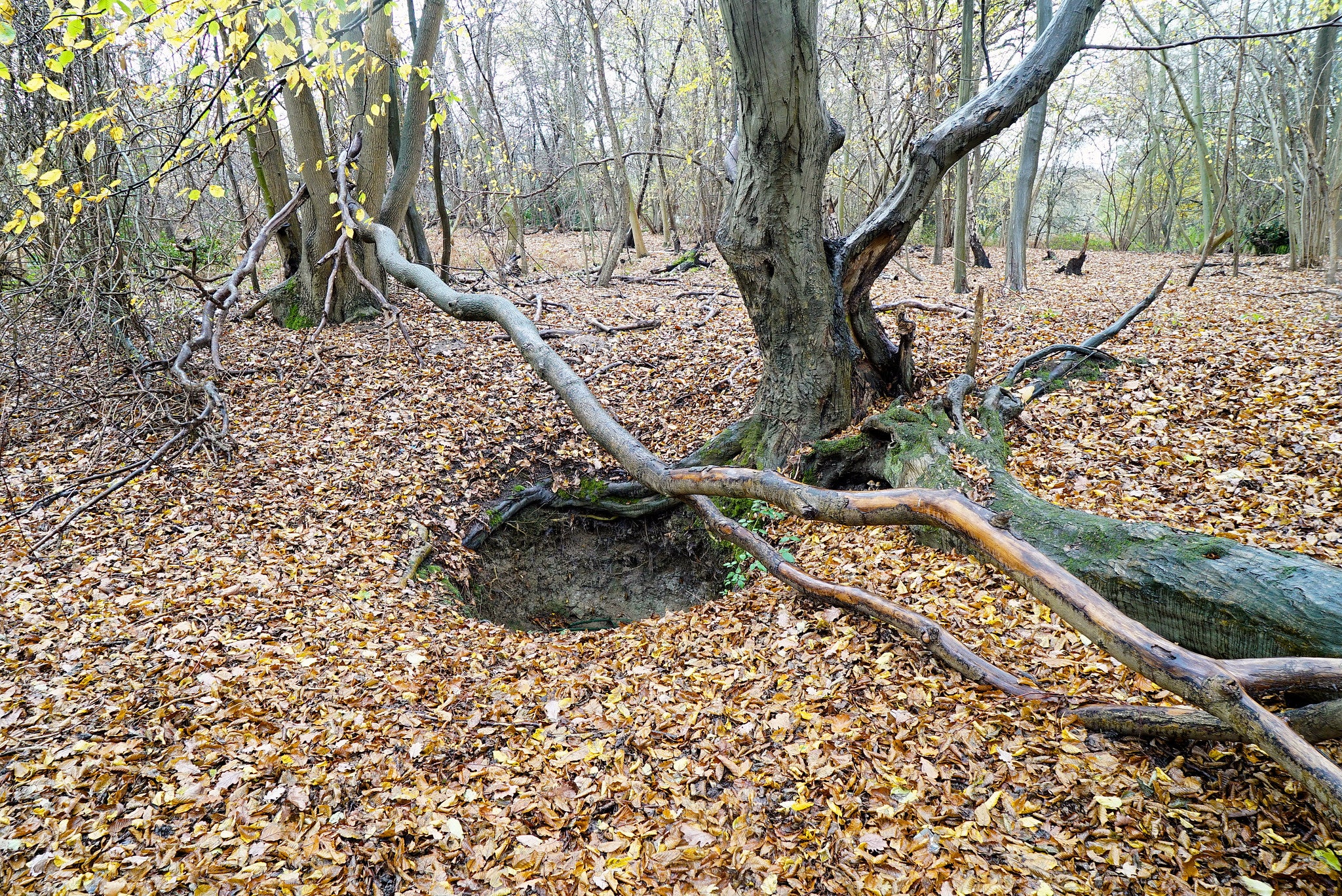 fallen tree in wood