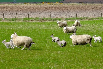 Scottish field of sheep