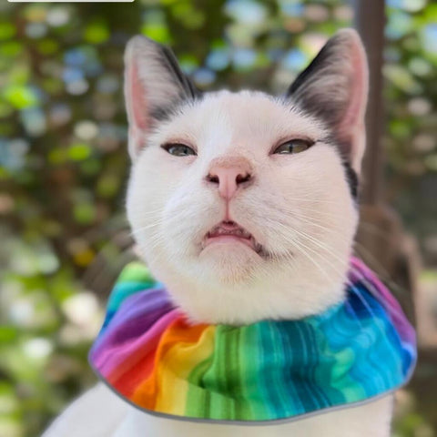Alfie wearing the the Birdsbesafe Rainbow Sally Collar Cover