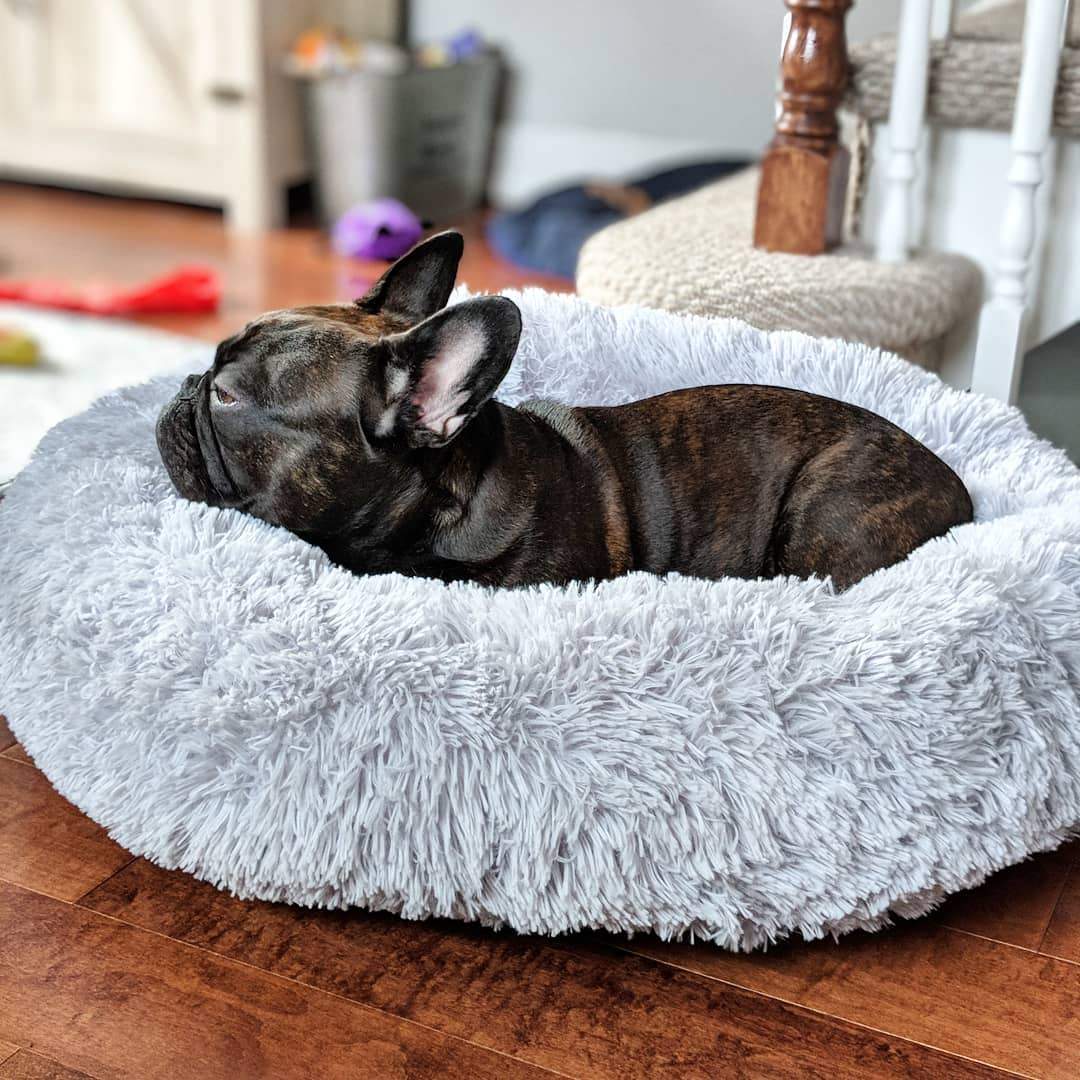 The Comfy Dog Bed - Clever Beaver