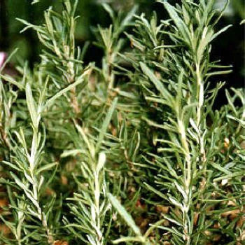 Rosemary Essential Oil CT Camphor