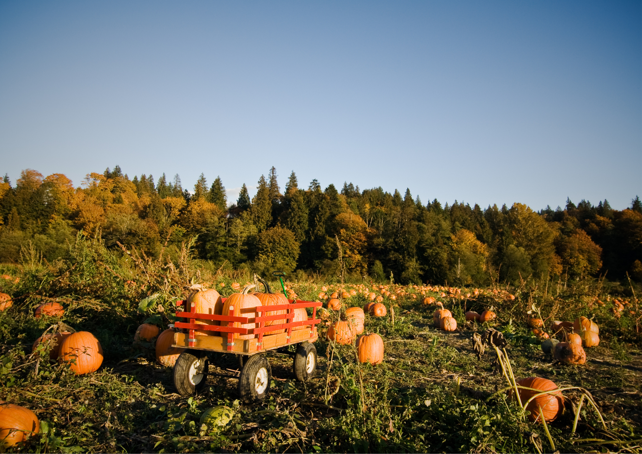 A wagon sitting in a pumpkin patch.
