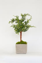 Load image into Gallery viewer, Juniper Topiary in a Stone Pot
