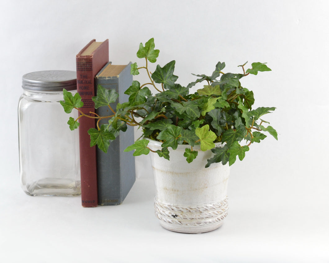 English Ivy in a White Ceramic Pot