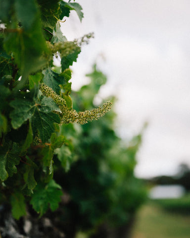 Organic and Sustainable Farm Margaret River