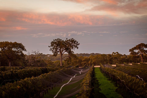 Sun setting over the Gralyn Estate organic vineyard in Margaret River Western Australia