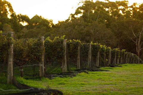Gralyn Estate Organic Cabernet Sauvignon, some of the first vines to be planted in the Margaret River region in 1975