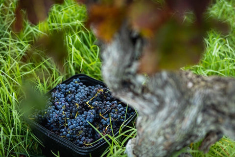 Careful handpicking of our organic fruit ensures we are producing some of the best wines in Margaret River