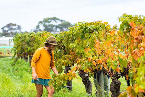 Handpicking shiraz grapes at Gralyn Estate in Margaret River 