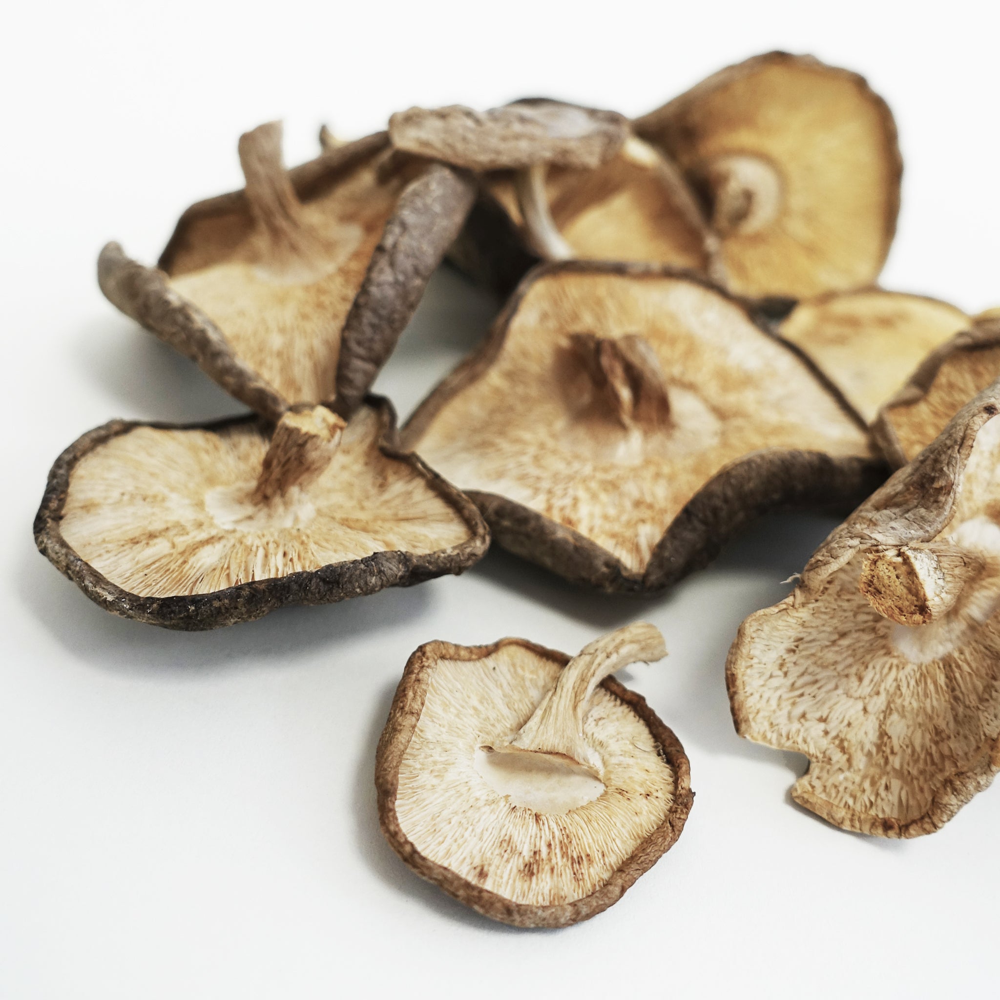 Tronco produtor de cogumelos Shiitake. Colete seus cogumelos em casa —  Plantamus Nursery online