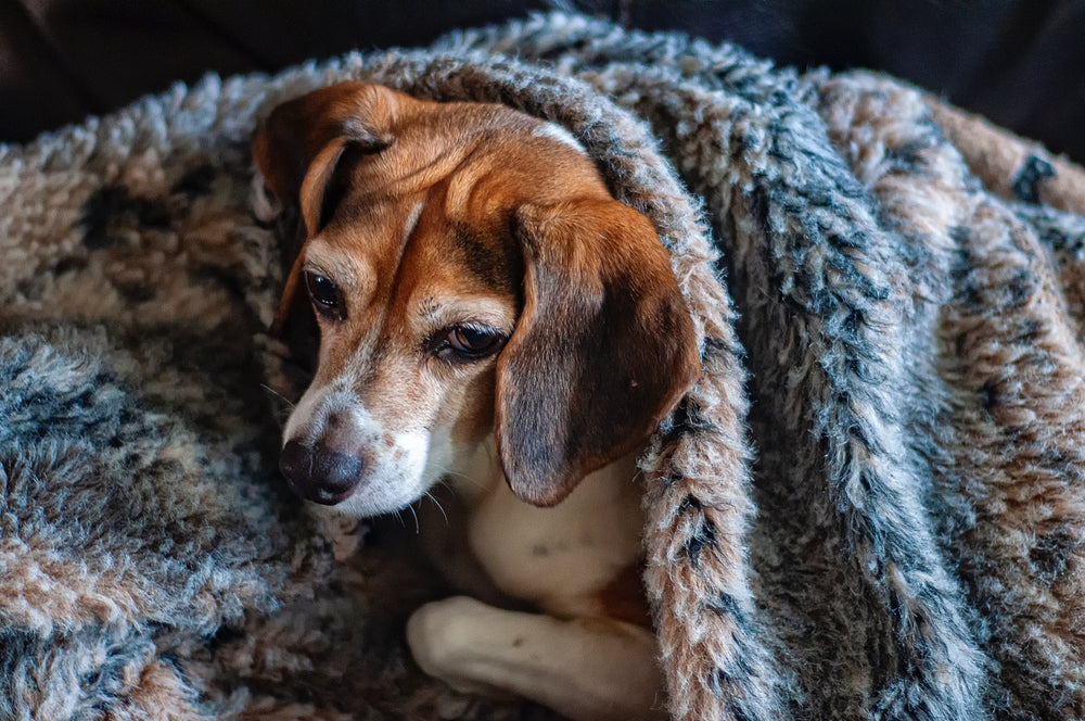 can dogs withstand cold weather