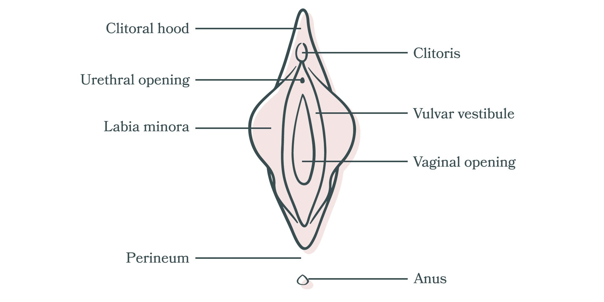 Diagram of the Vulva and Vagina