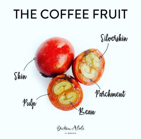 Coffee Fruit anatomy